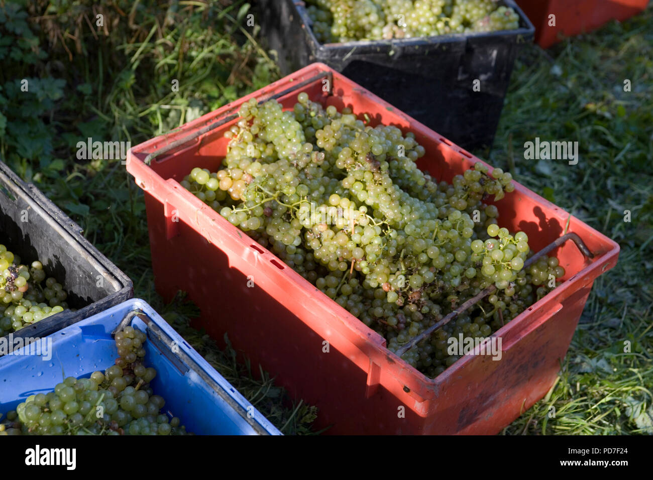 Grape picking uk hires stock photography and images Alamy