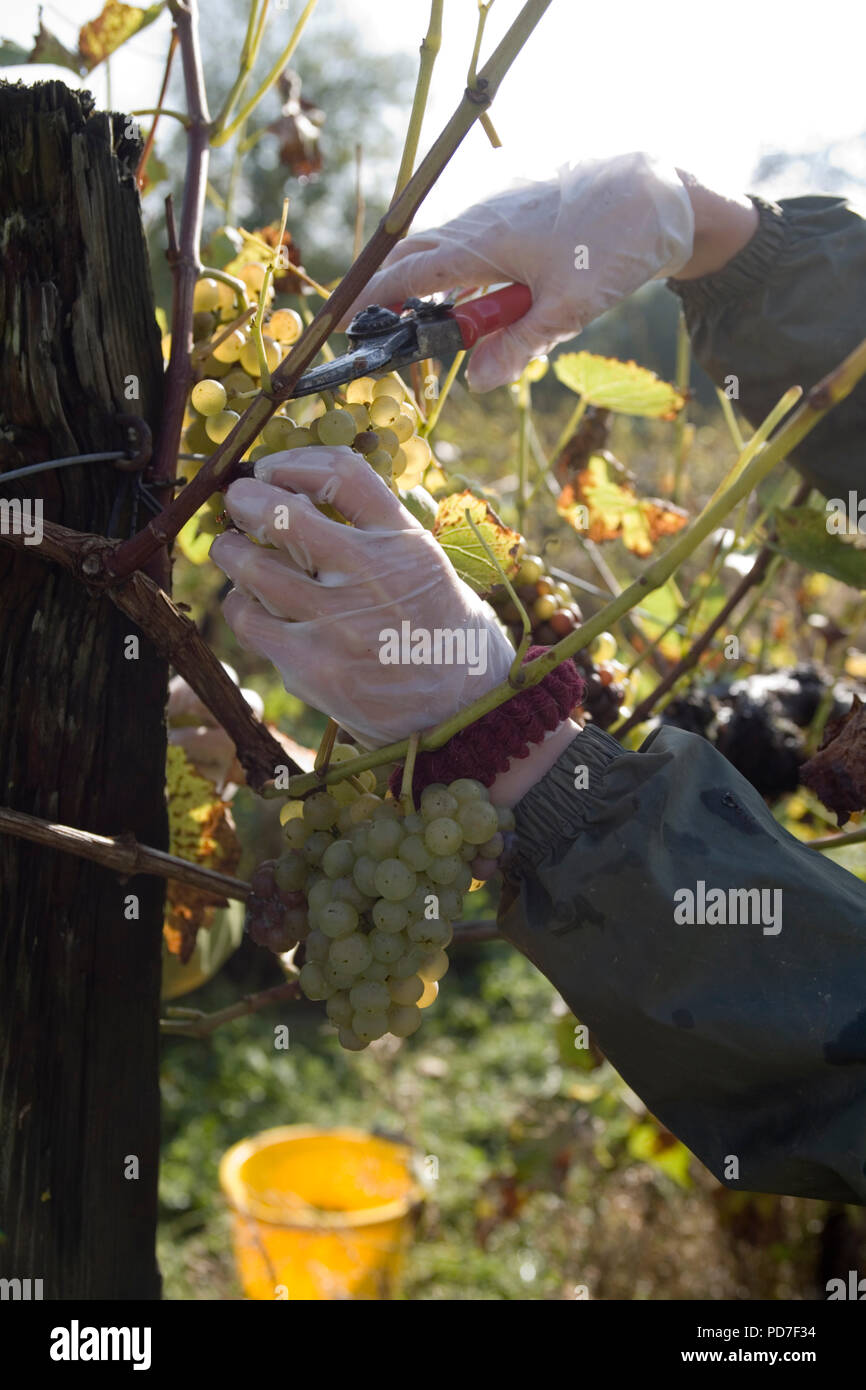 Grape picking /Grape Harvest Stock Photo Alamy
