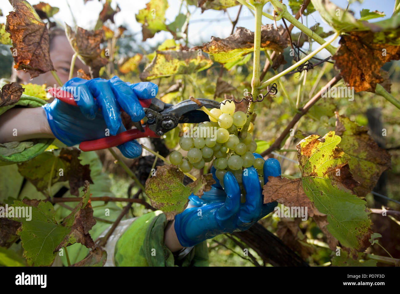 Pickinggrape hires stock photography and images Alamy