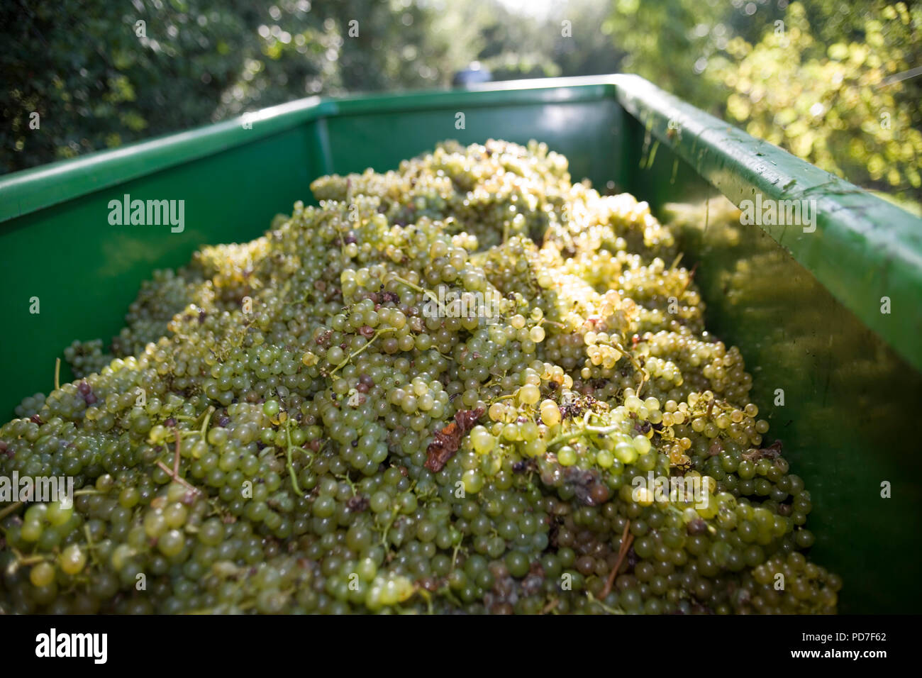 Grape picking /Grape harvest Stock Photo Alamy