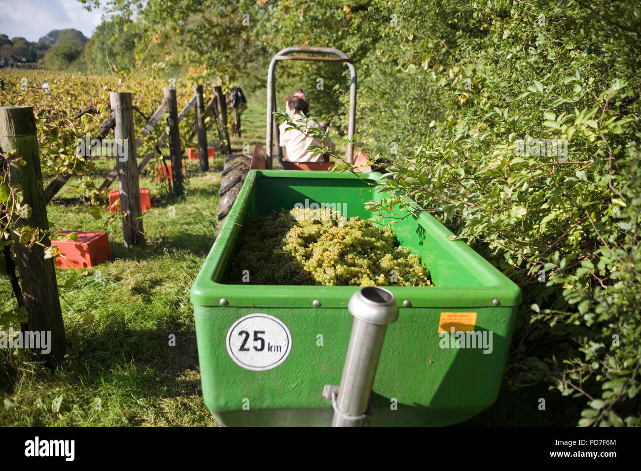 Paul Dale Wine making Wyle valley Vineyard Stock Photo Alamy