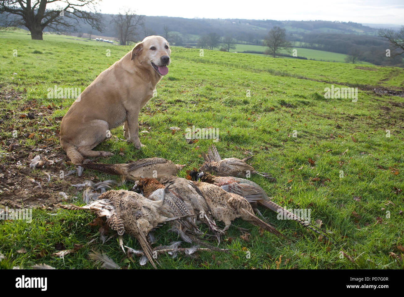 Labrador With Pheasants Labrador retrieving Pheasant on British game ...