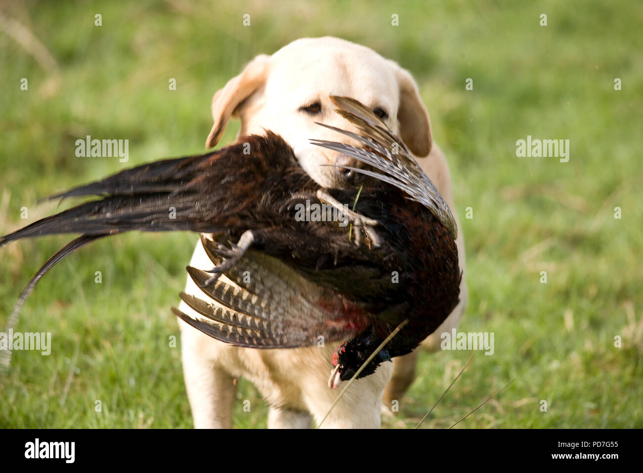 Labrador with Hen Pheasant Labrador retrieving game bird on British game shoot Stock Photo