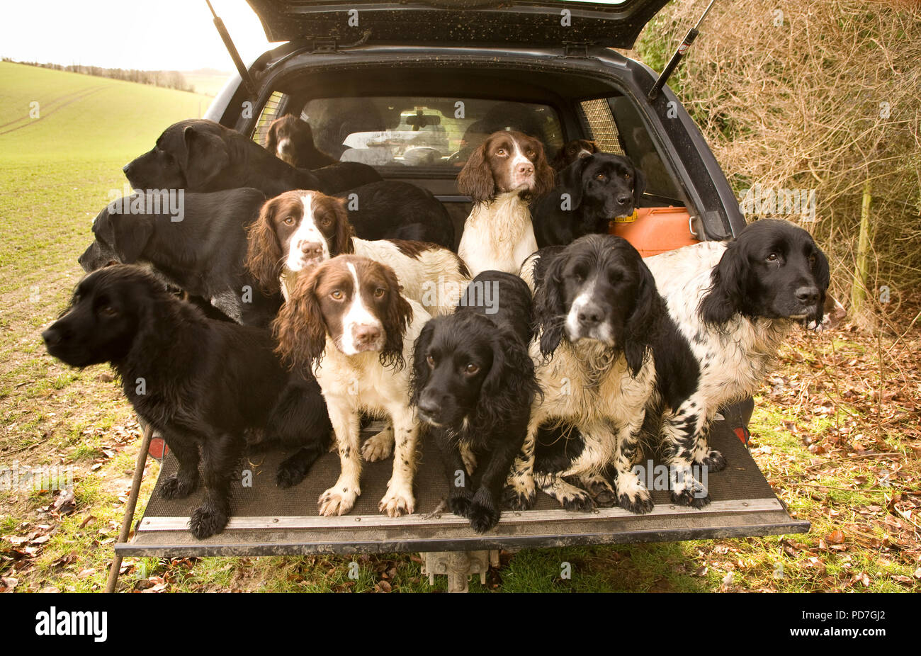 Gun Dogs in Back of Four Wheel Drive Stock Photo