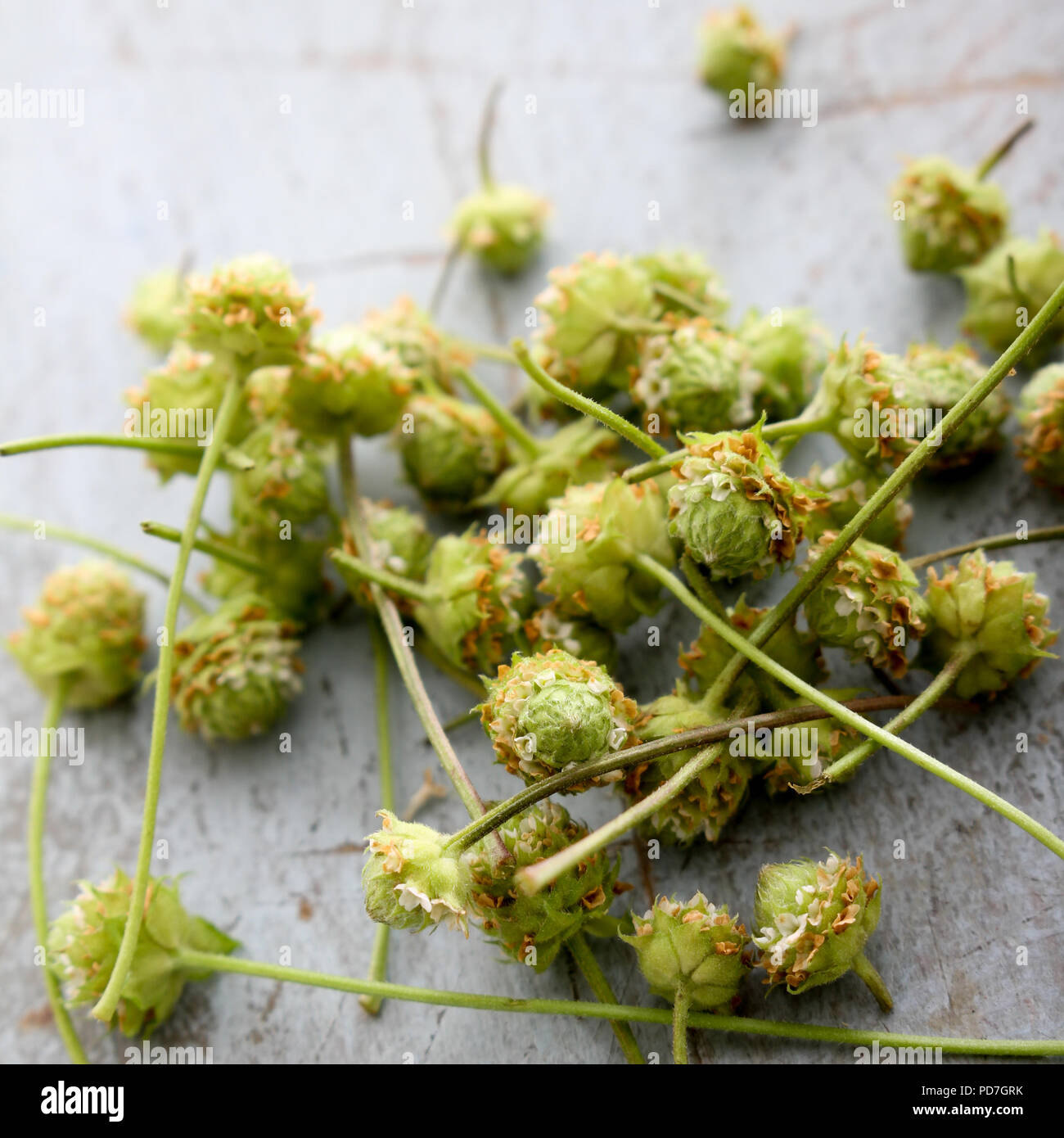 fresh micro herbs Stock Photo Alamy