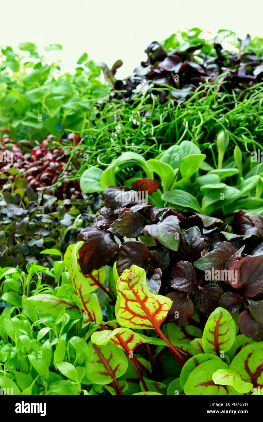 fresh micro herbs Stock Photo
