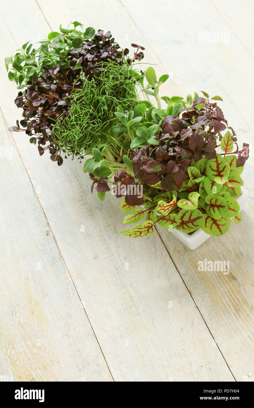 fresh micro herbs Stock Photo