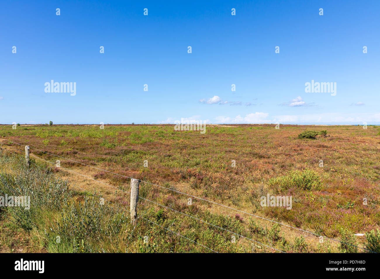 Landscape, heath, summer; Læsø, Denmark Stock Photo