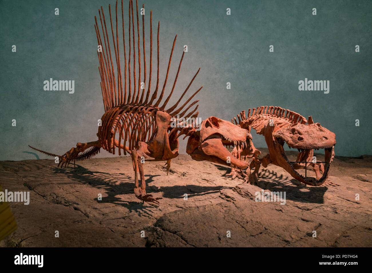 Denver May 6 Dinosaur Specimen Of The Denver Museum Of Nature And Science On May 6 2017 At Denver Colorado Stock Photo Alamy