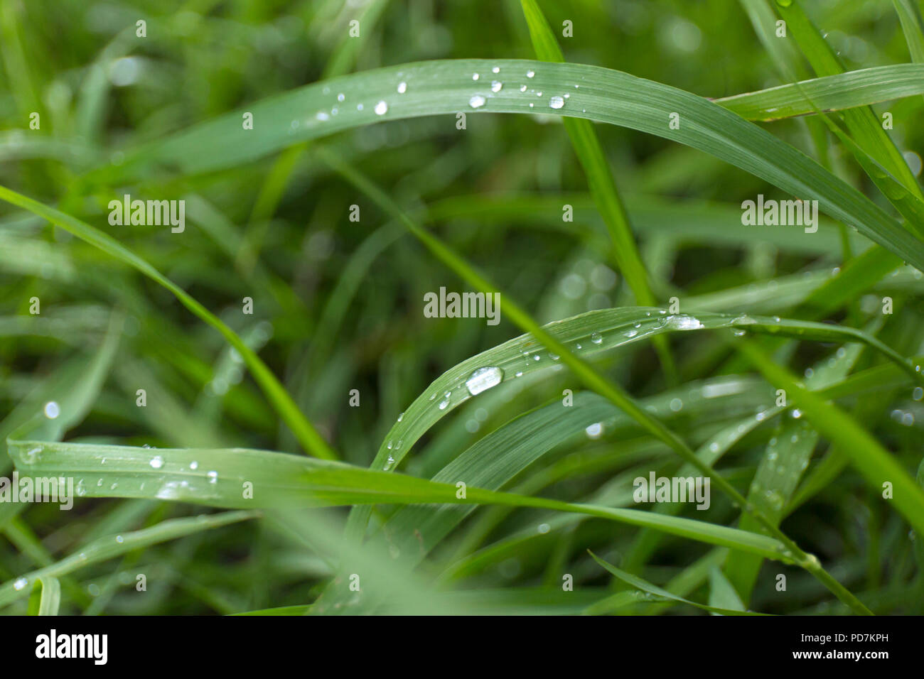 Closeup fresh green grass with dew drops. Macro blur background Stock ...