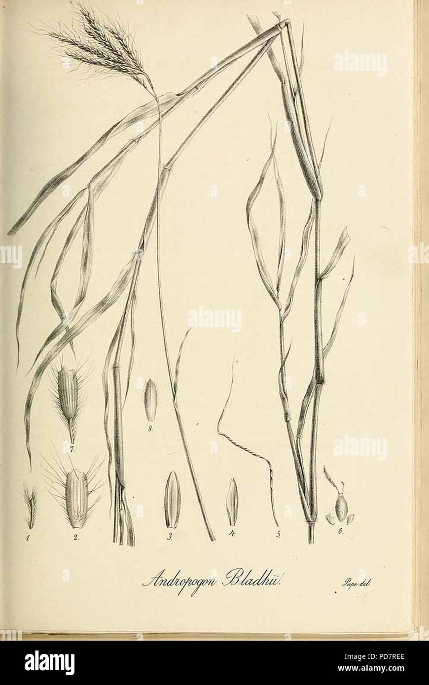 Andropogon bladhii - Species graminum - Volume 3. Stock Photo