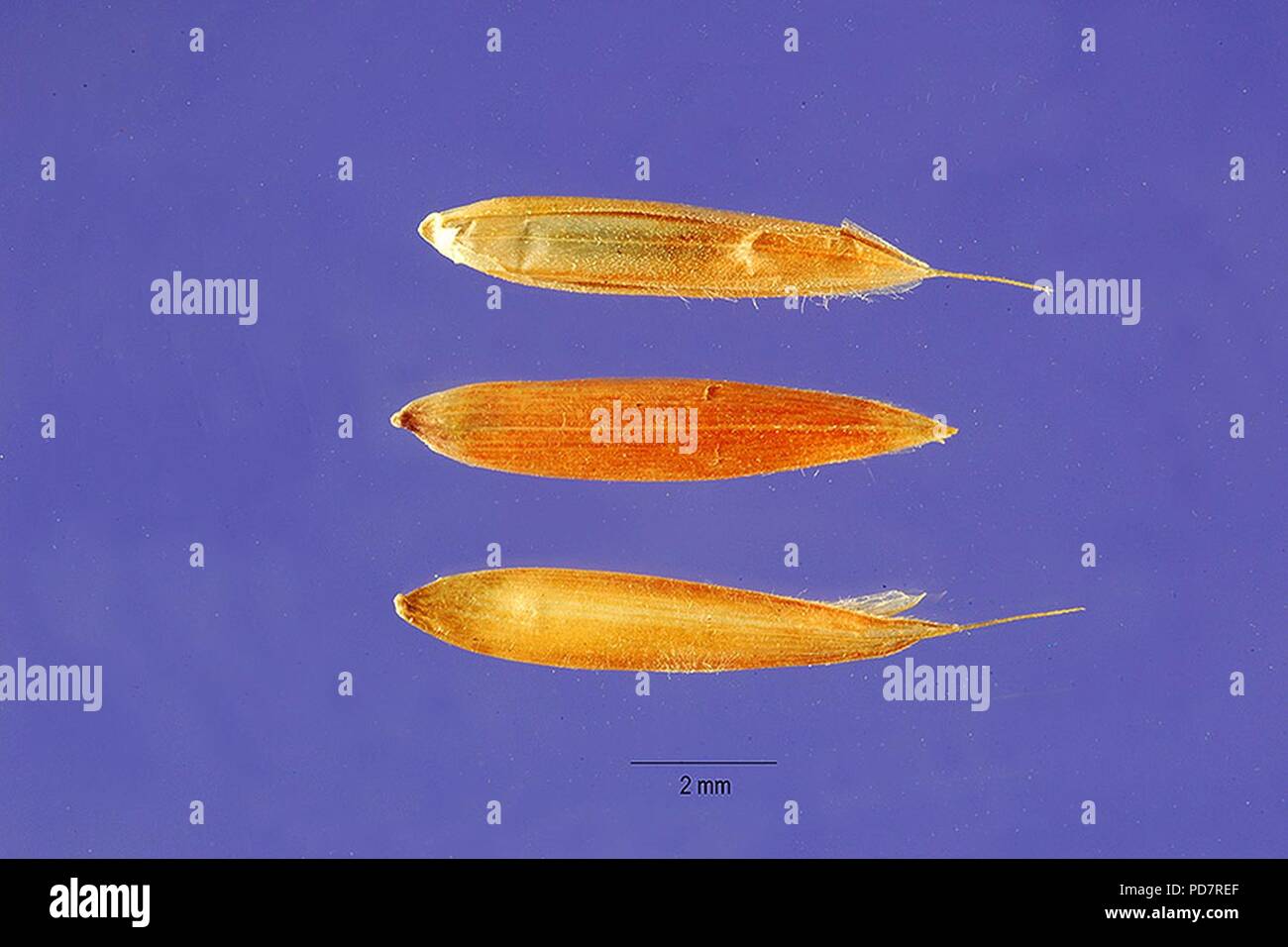 Andropogon gayanus seeds. Stock Photo