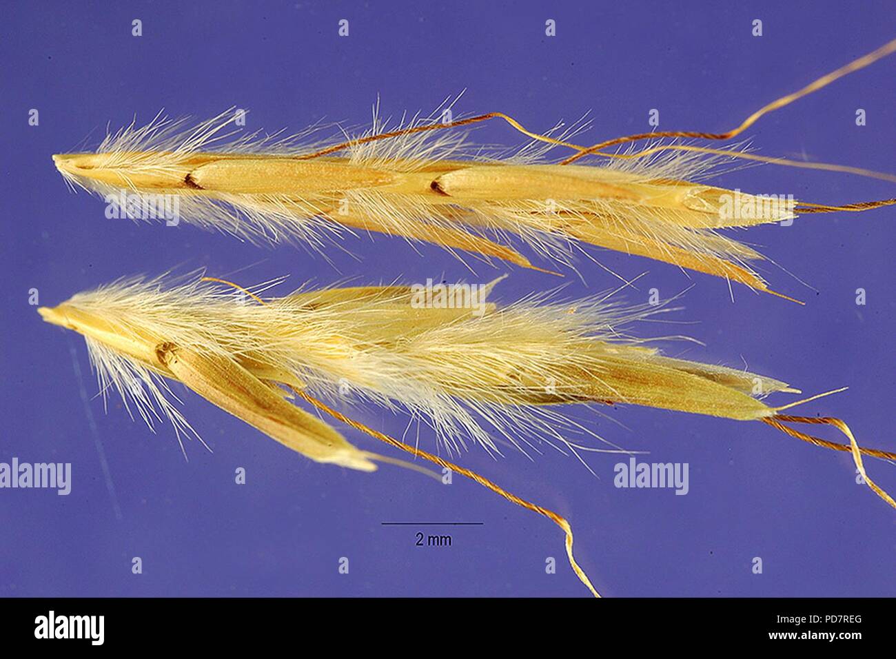 Andropogon gayanus seeds1. Stock Photo