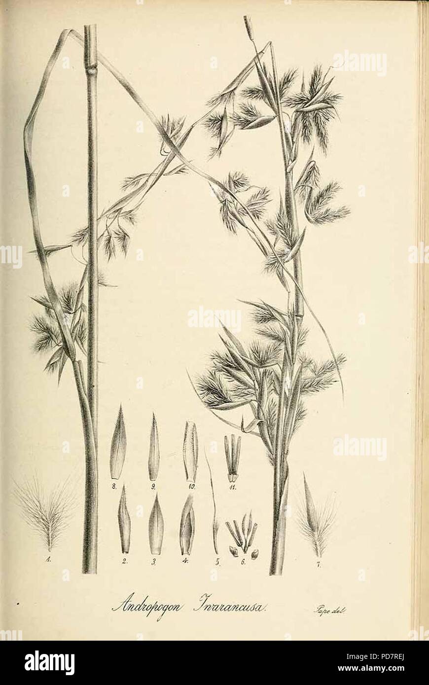 Andropogon jwarancusa - Species graminum - Volume 3. Stock Photo