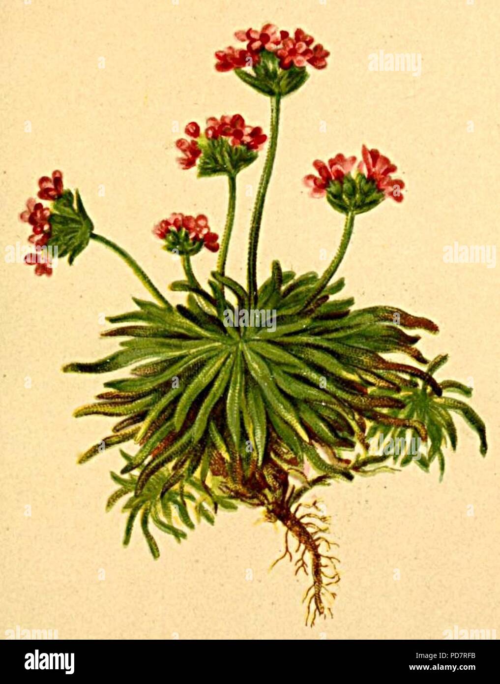Androsace carnea Atlas Alpenflora. Stock Photo