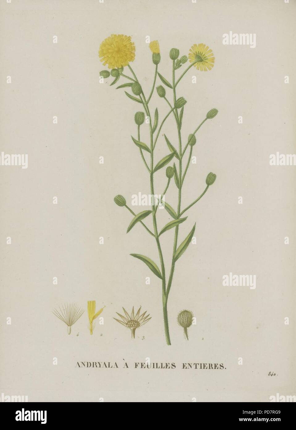 Andryala integrifolia - 001. Stock Photo