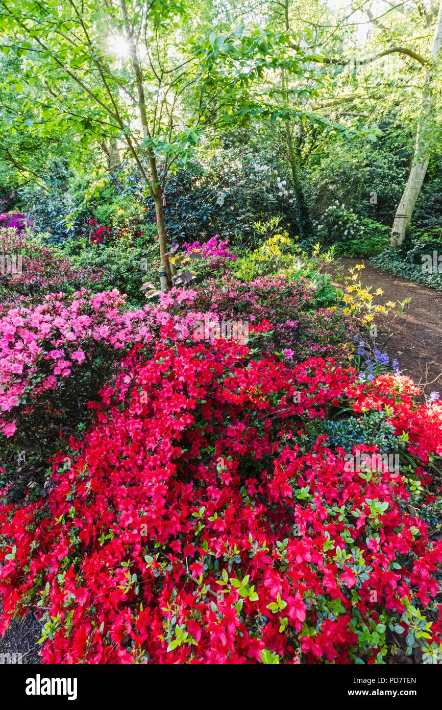 England, London, Greenwhich, Greenwhich Park, Rhododendron Flowers in Bloom Stock Photo