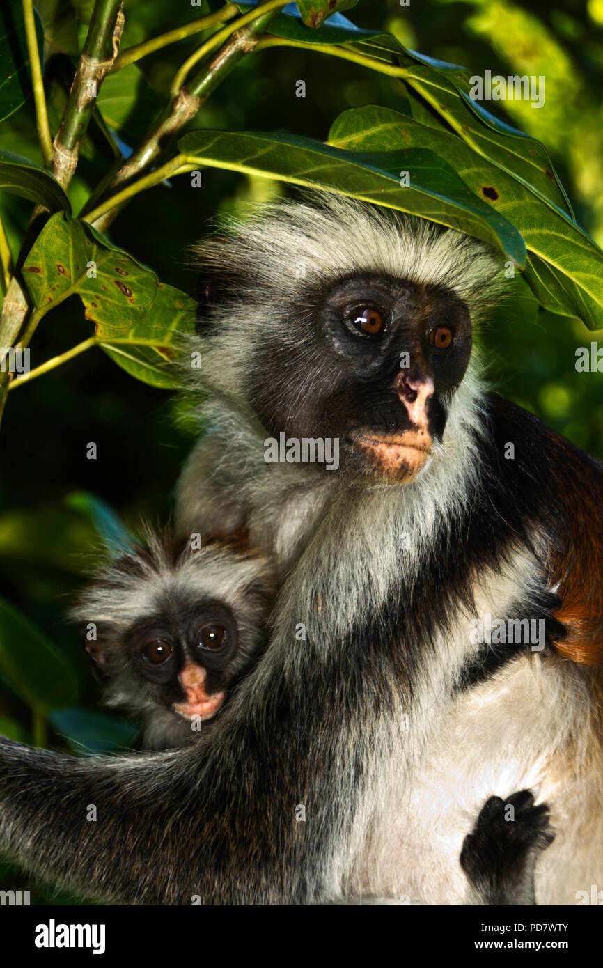 The endangered Zanzibar Red Colobus, is one of 4 species of Red Colobus and the only one found on the island of Zanzibar. 1500 are thought to survive  Stock Photo