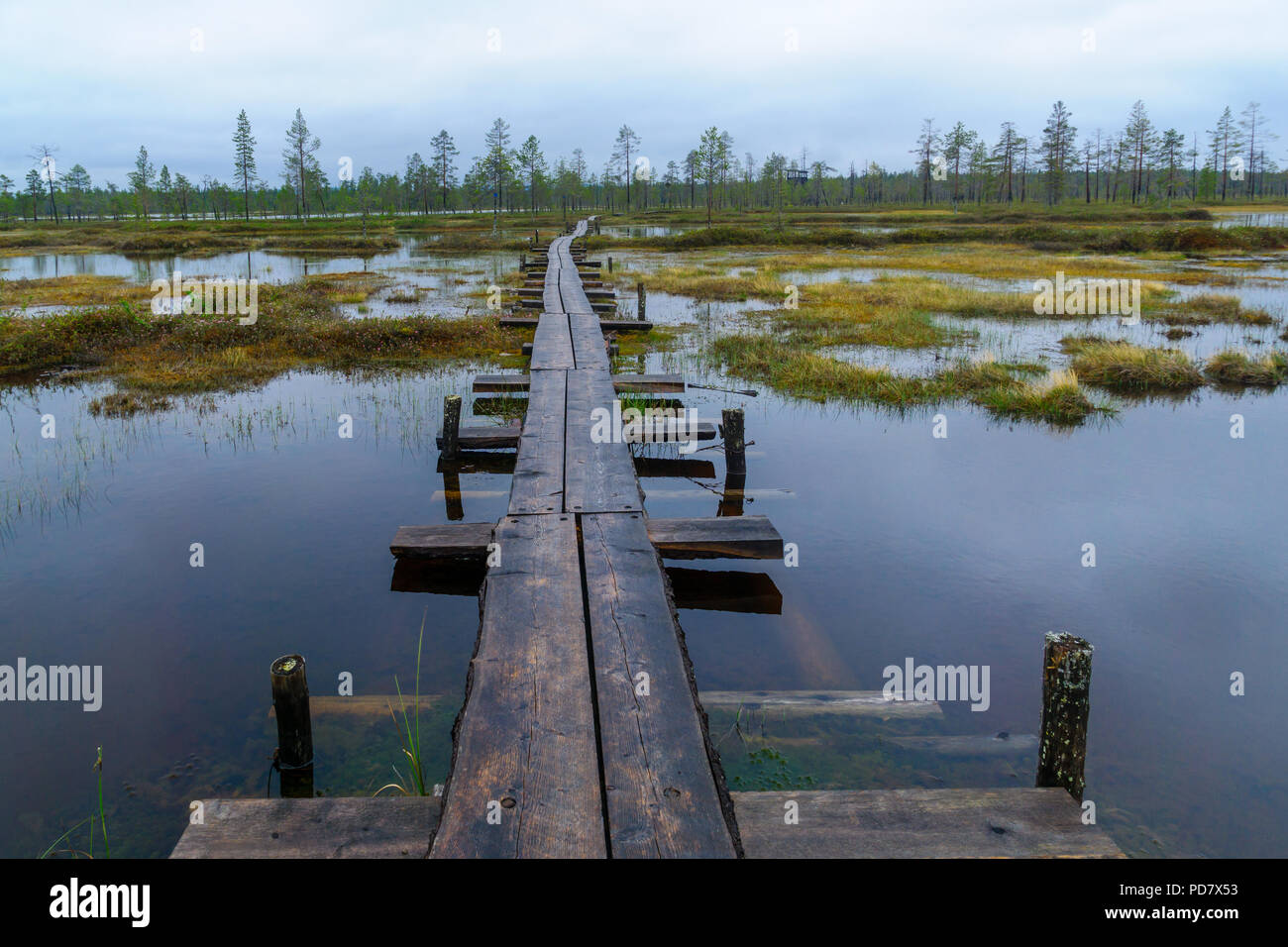 Footpath of duckboards over a marshland, along the Tunturiaapa Trail, in Pyha-Luosto National Park, Lapland, Finland Stock Photo