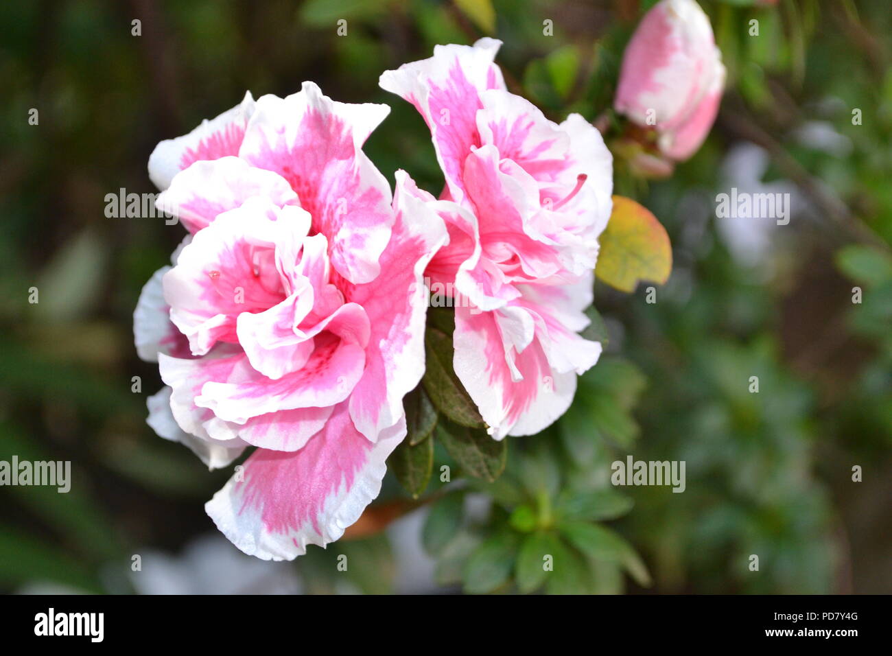 Pink Flower, Garden, South Africa Stock Photo Alamy