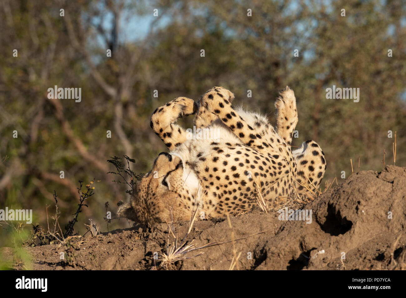 Cheetah rolling on a mound in the Manyeleti Private Game Reserve, part of the Greater Kruger National Park Stock Photo