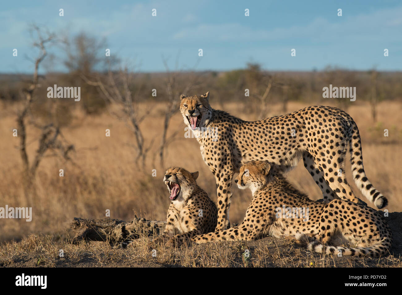 3 Cheetah brothers on a beautiful evening at Manyeleti Private Game Reserve, part of the Greater Kruger National Park Stock Photo