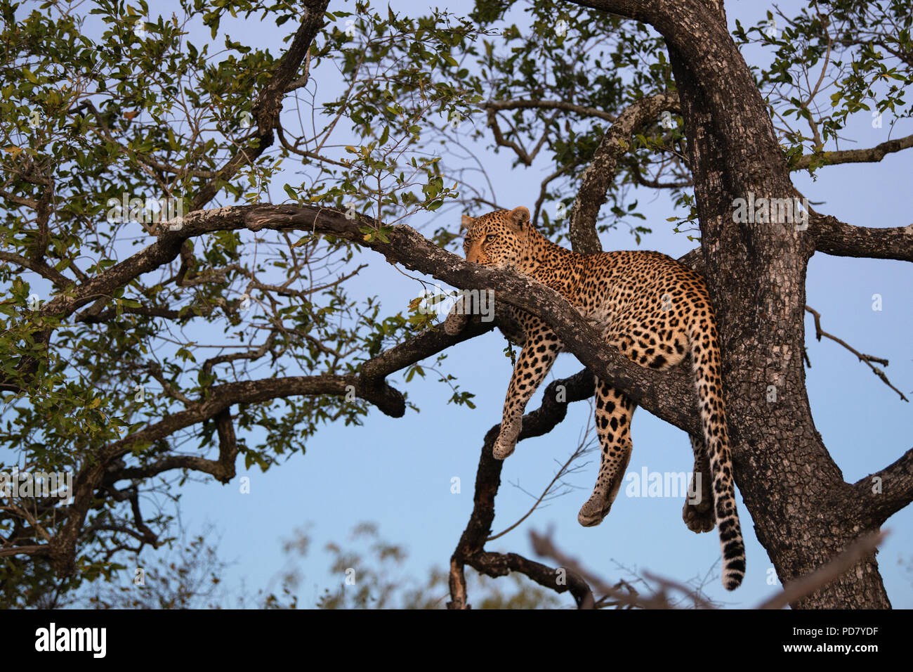 Leopard Panthera pardus sitting on a tree branch in the fading evening light at Manyeleti Game Reserve in Greater Kruger National Park, South Africa Stock Photo