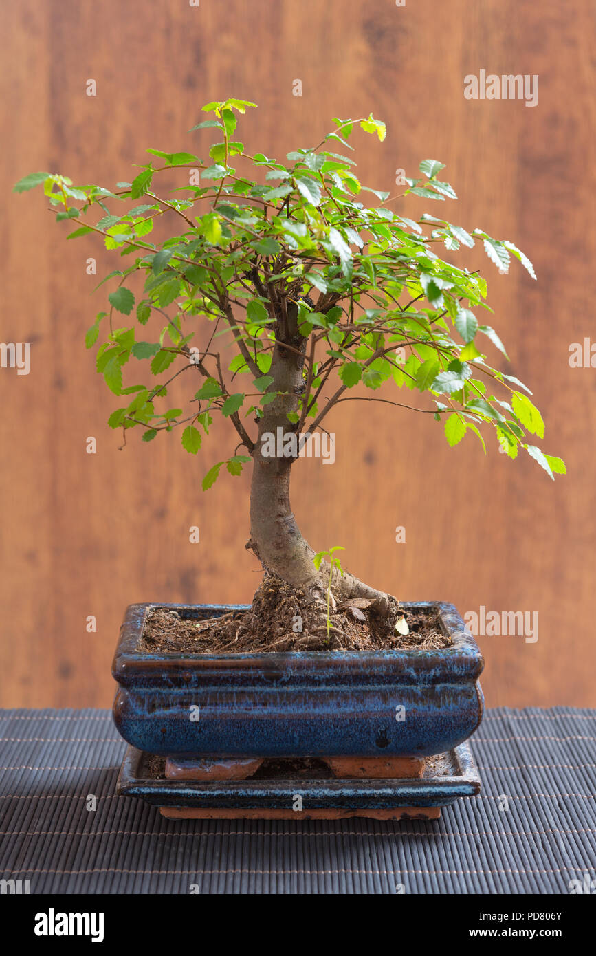 Bonsai Tree Stock Photos Bonsai Tree Stock Images Alamy - 