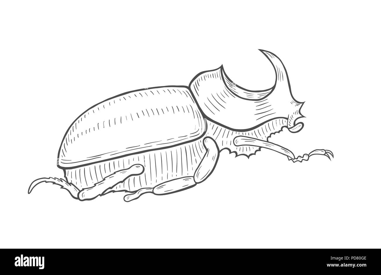 big beetle illustration, drawing, engraving, ink, line art, vector Isolated on white Stock Vector