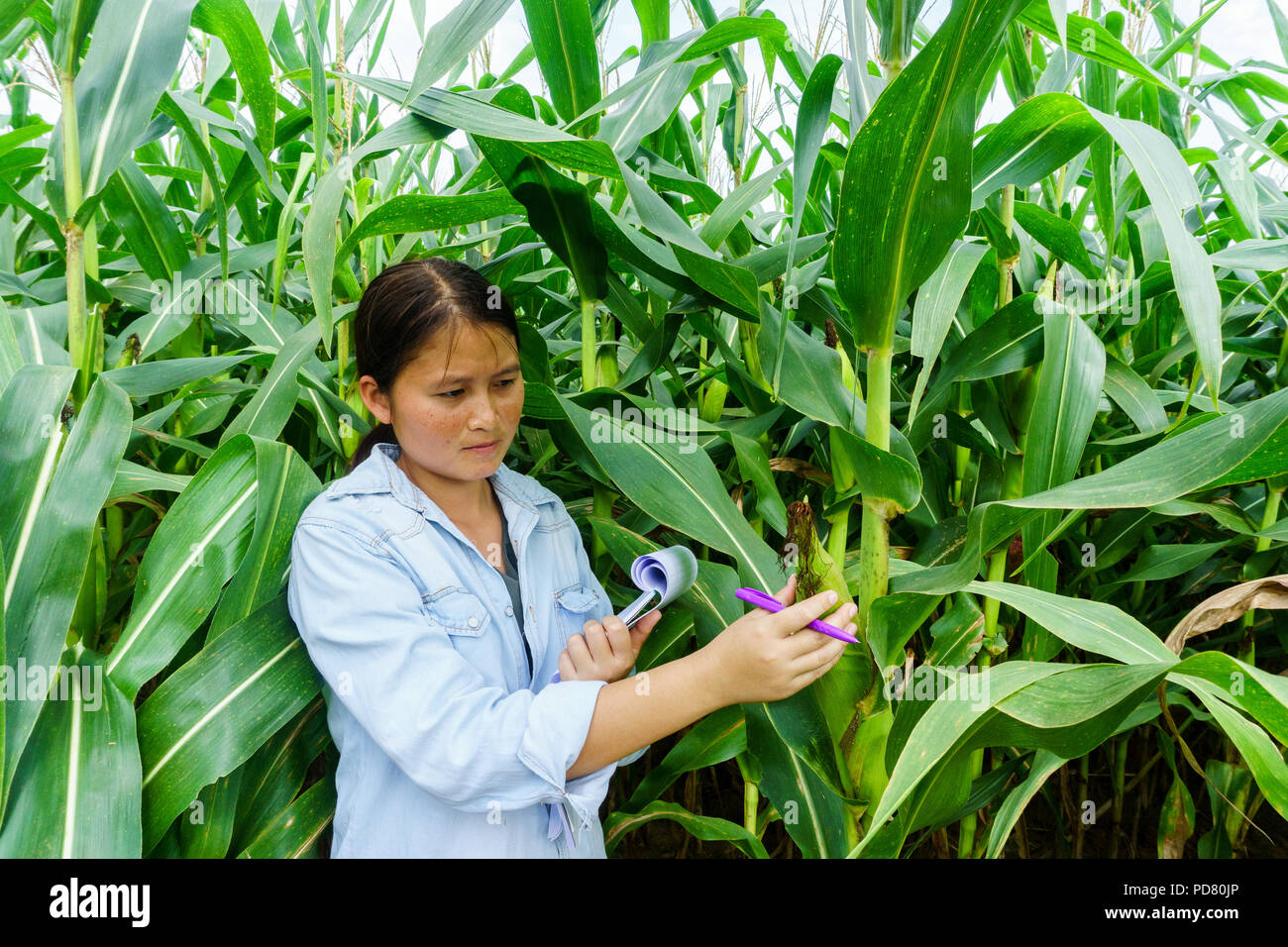 A young girl inspects the corn and notes the observations found. Stock Photo