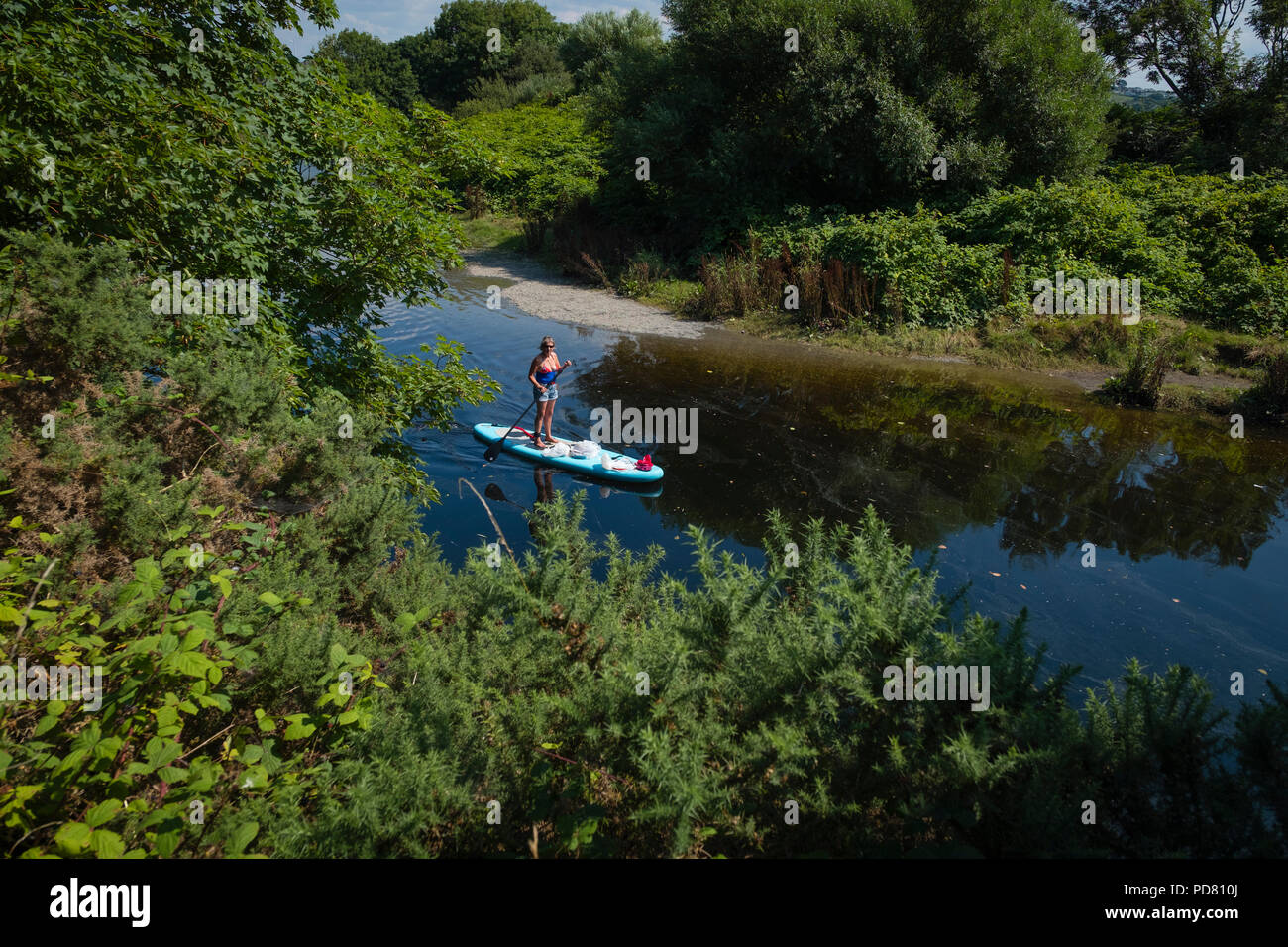 A middle aged woman volunteer  on her paddle-board collecting plastic trash waste and other  litter from the banks of the Rheidol River in Aberystwyth , Wales UK on a warm suny summer afternoon Stock Photo