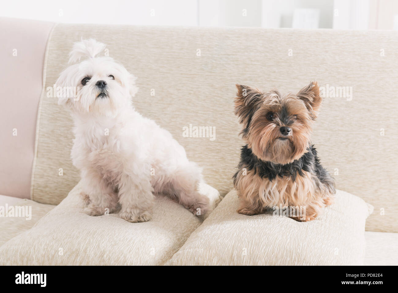 Two cute dogs white maltese and yorkshire terrier on a sofa at home Stock Photo