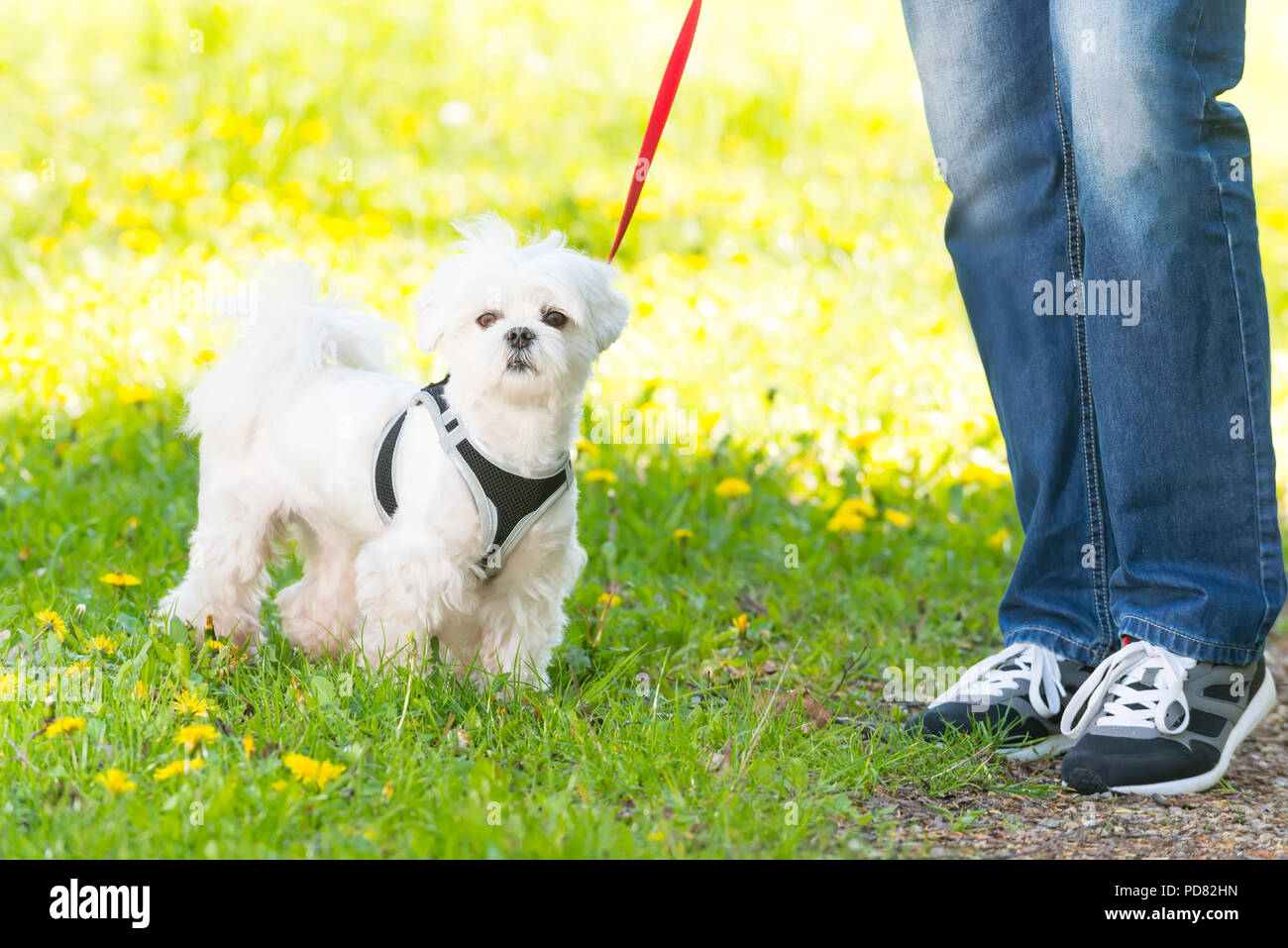 White maltese dog walking with her owner Stock Photo Alamy