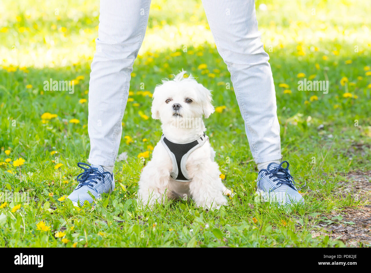 White maltese dog walking with her owner Stock Photo Alamy