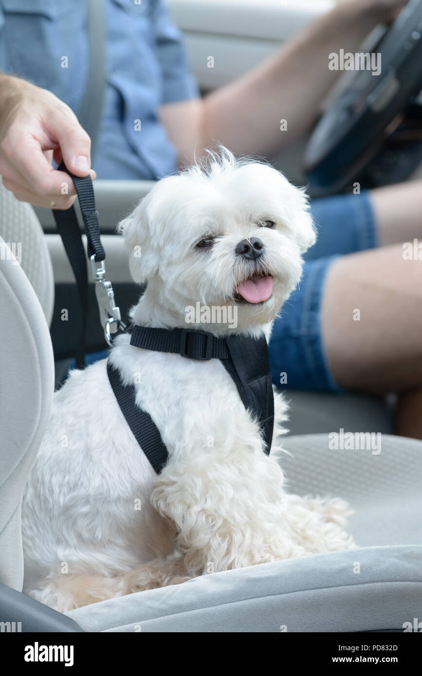 Maltese harness 2025