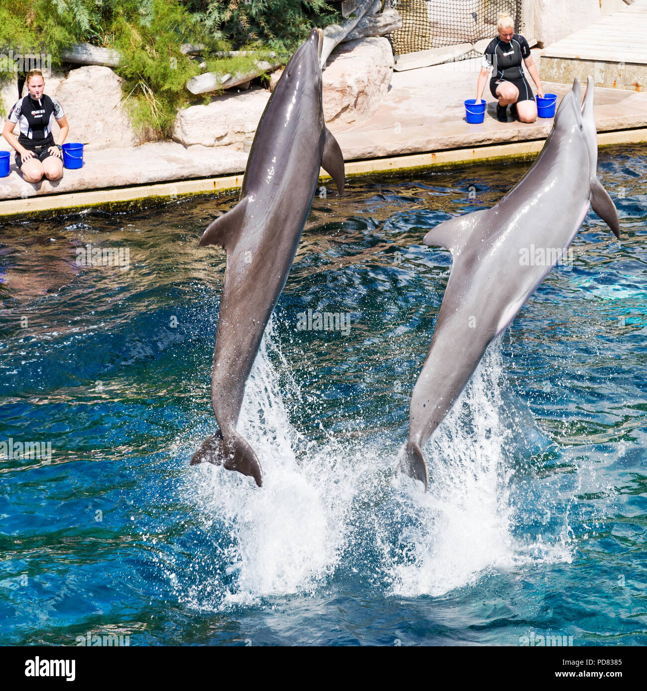 dolphinarium in the zoo of nuremberg