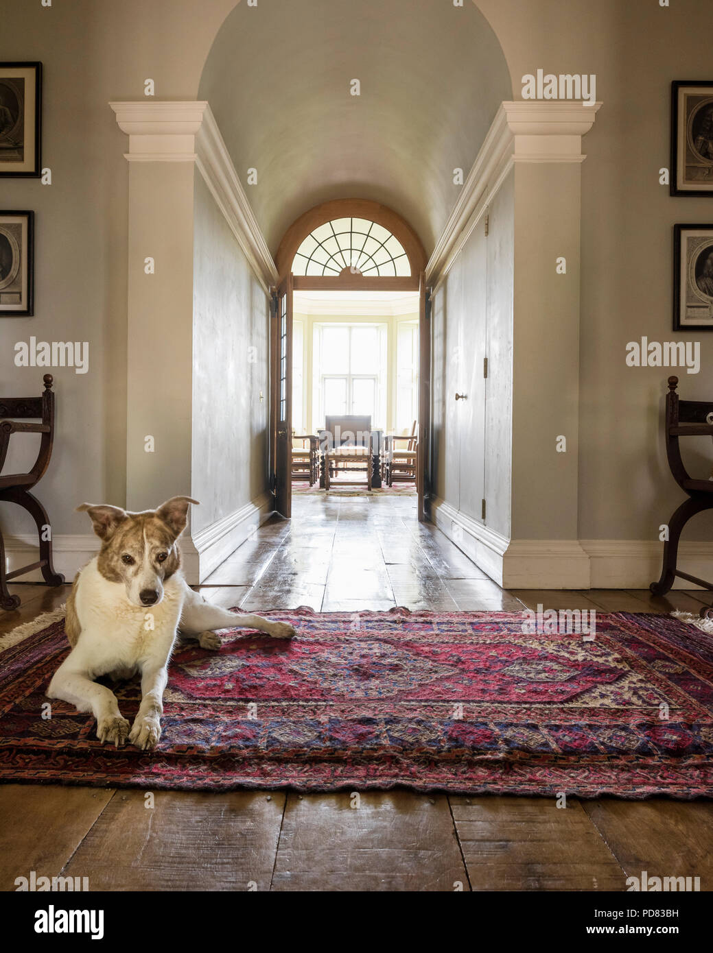 A dog lies on an antique rug in hall leading through to dining room with double doors Stock Photo