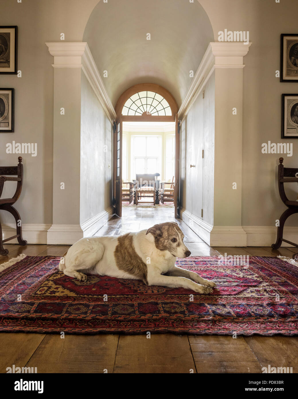 A dog lies on an antique rug in hall leading through to dining room with double doors Stock Photo
