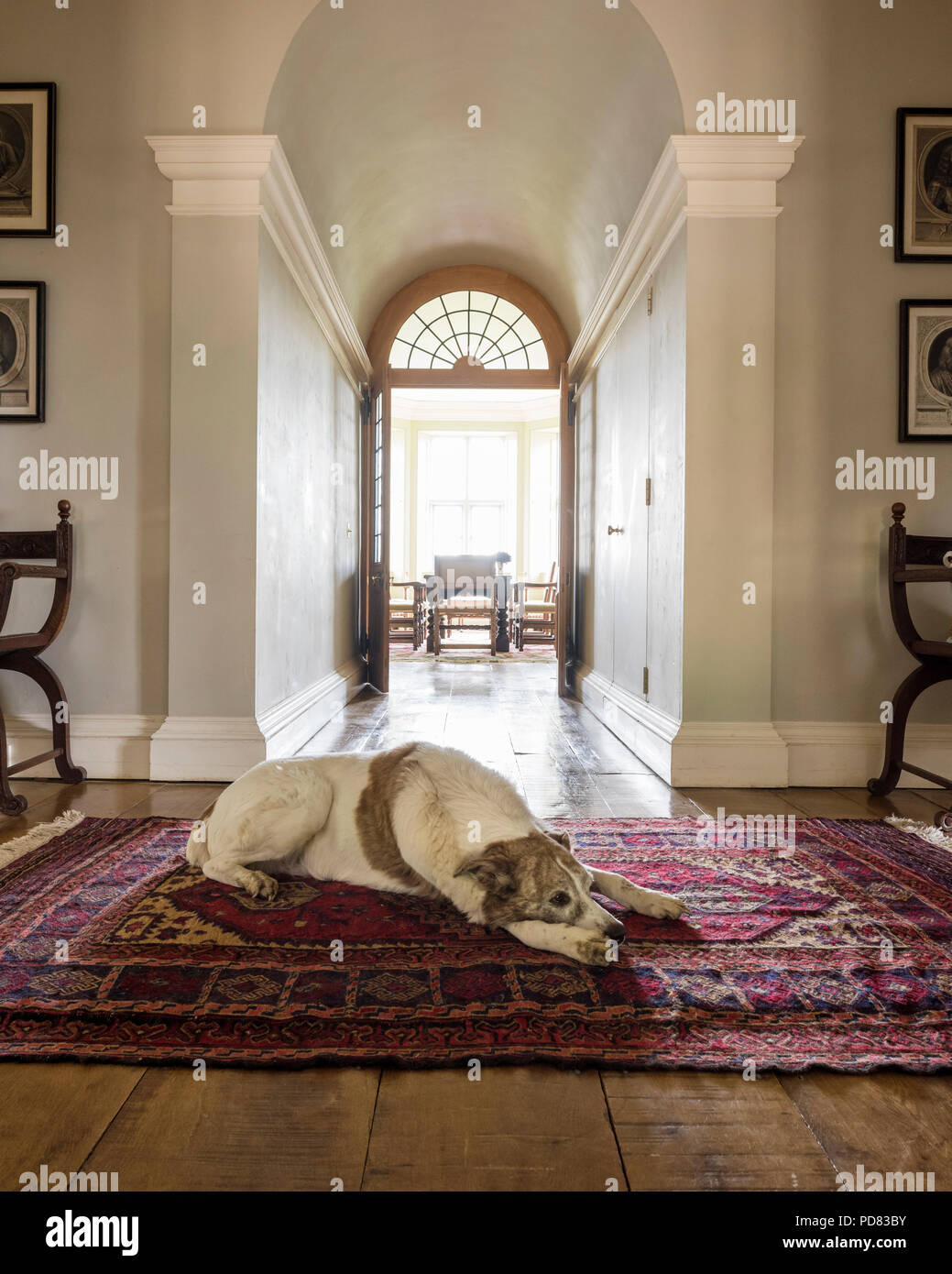 A dog lies on an antique rug in hall leading through to dining room with double doors Stock Photo