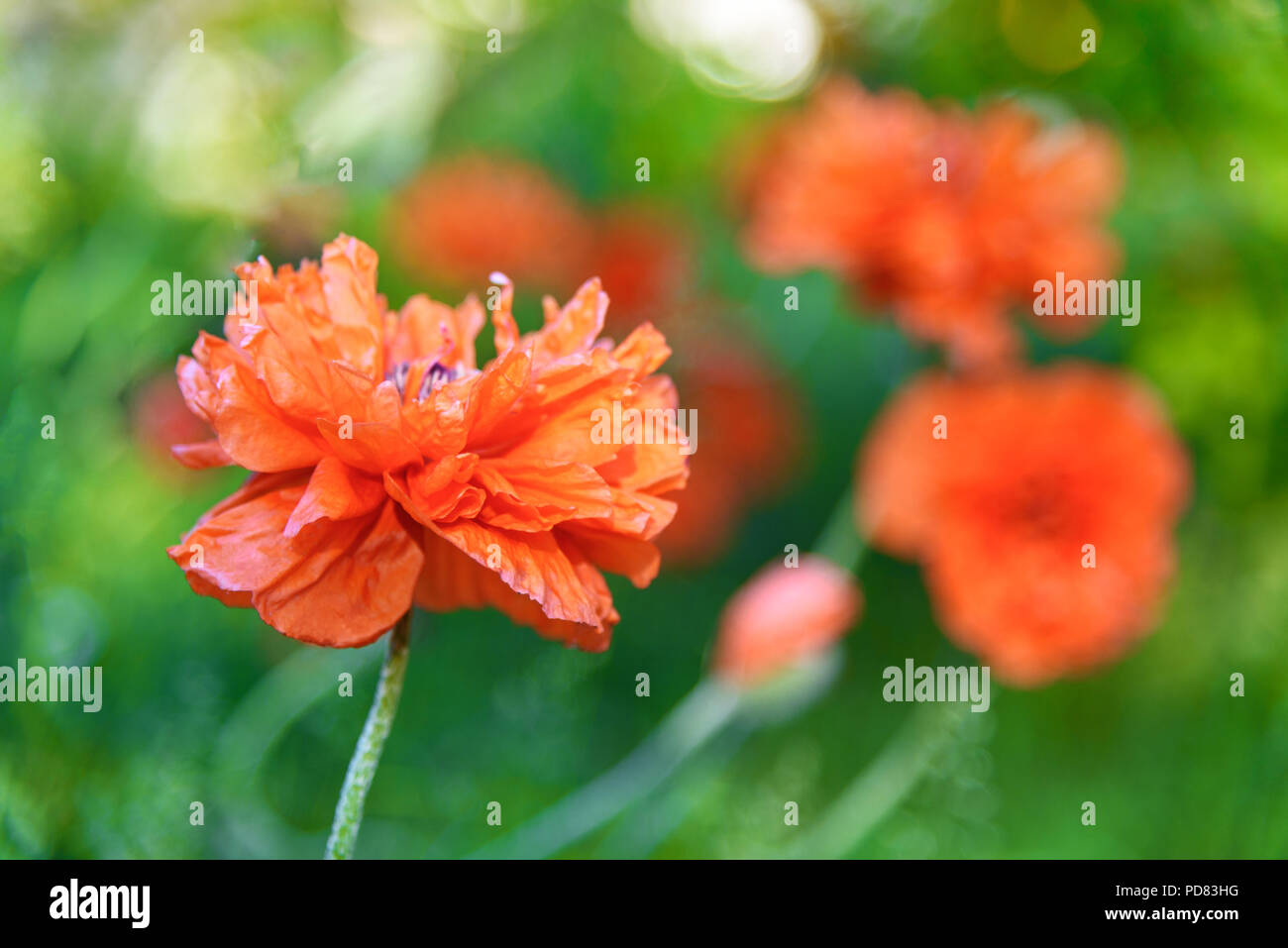Terry red poppy in garden on green background Stock Photo - Alamy