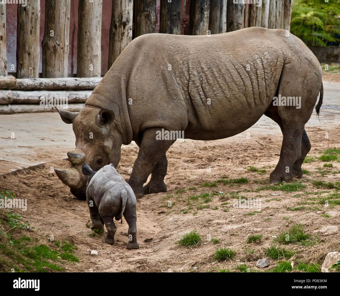 Black rhino mother with new baby at Chester Zoo Stock Photo