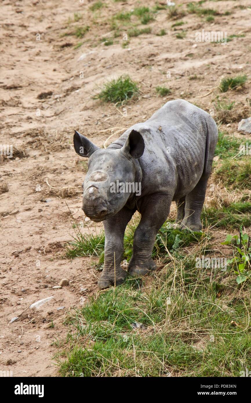 Black rhino new baby at Chester Zoo Stock Photo