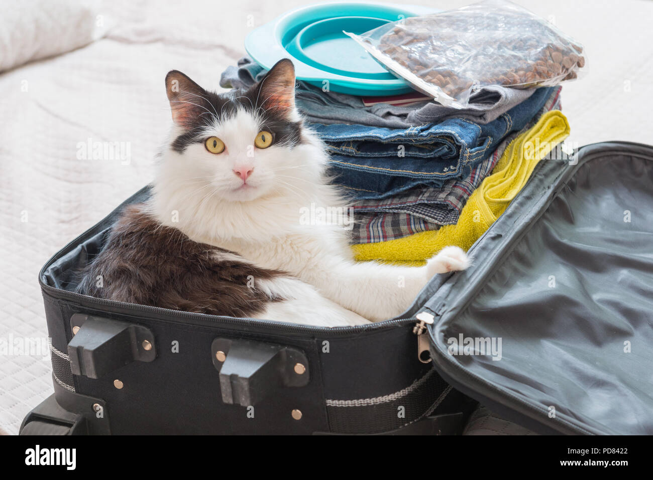 Cat sitting in the suitcase or bag and waiting for a trip. Travel with