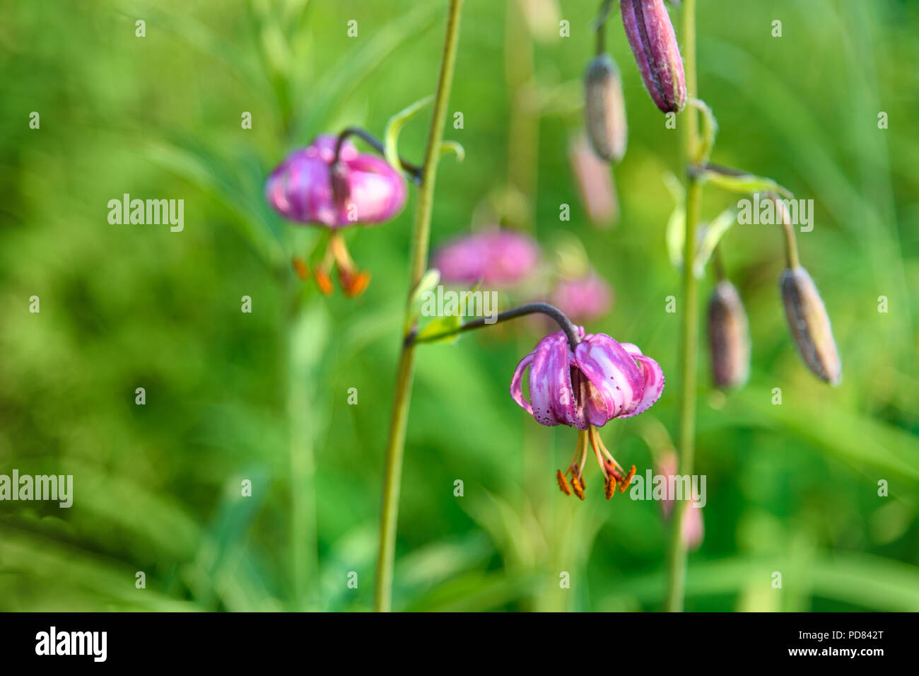Lilium pilosiusculum wild flower in forest on green Stock Photo