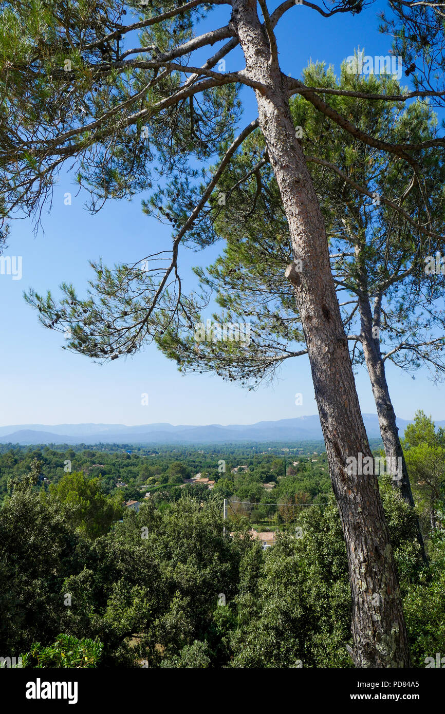 Mediterranean forest, SaintMaximin la Sainte Baume area,Var, France