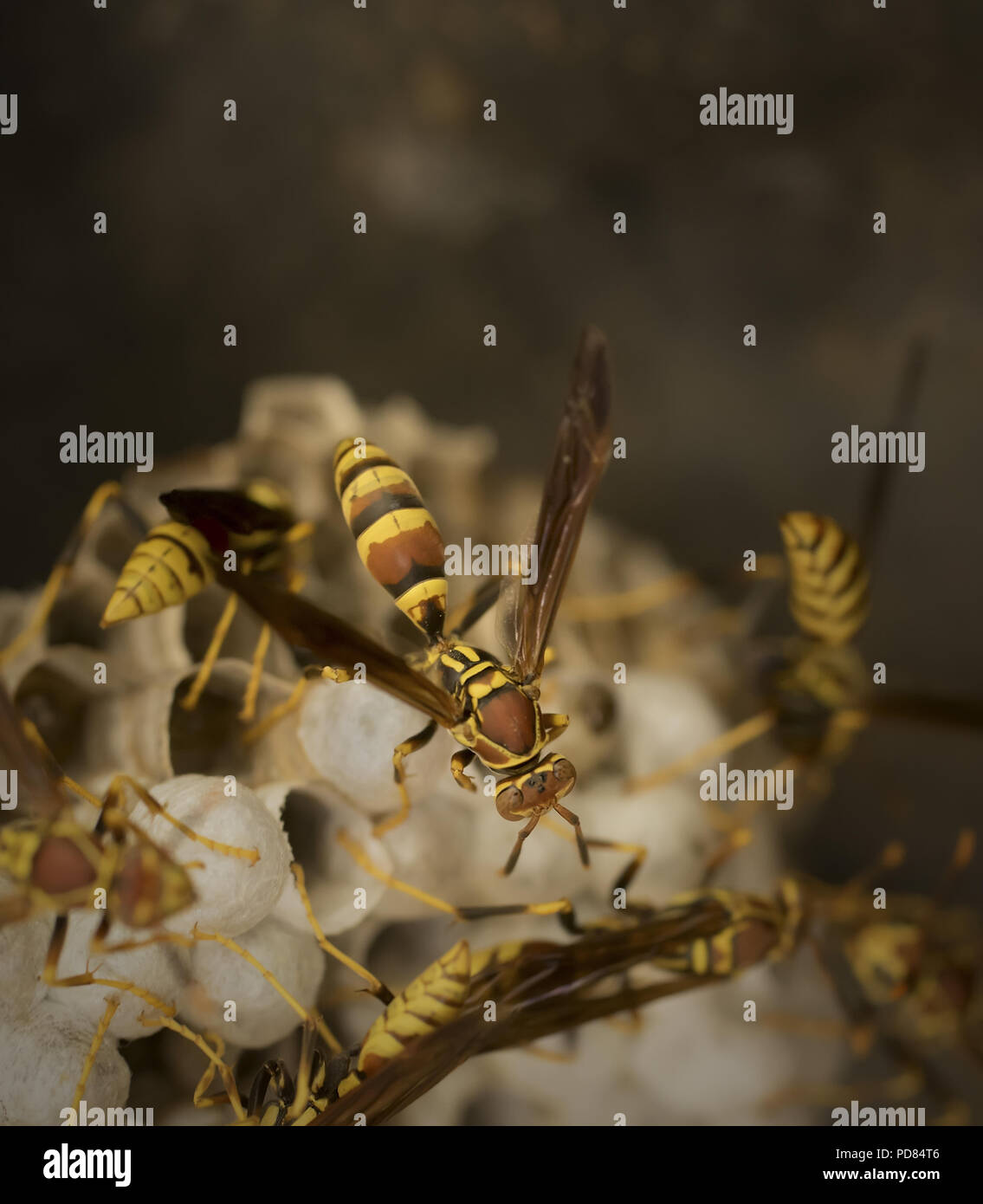 Yellow Jacket wasps tending to a nest Stock Photo Alamy