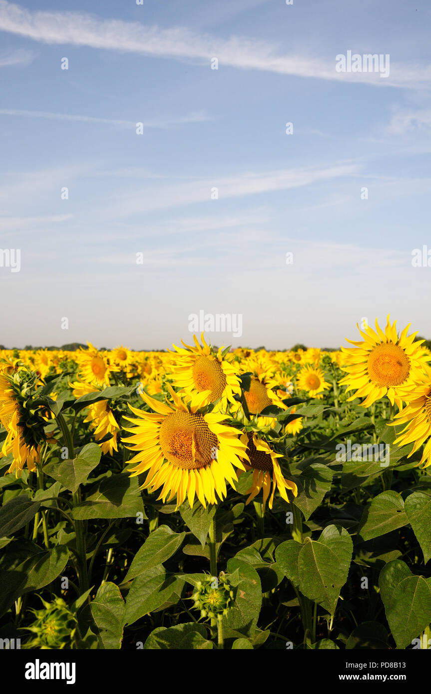 St. Nicholas, Lincolnshire, UK. 7th August 2018. Deeping St. Nicholas, . A field of Sunflowers grown for bird food by farmer and conservationist Nicholas Watts in the Fens at Vine Farm in Deeping St. Nicholas in Lincolnshire. Jonathan Clarke/Alamy Live News Stock Photo
