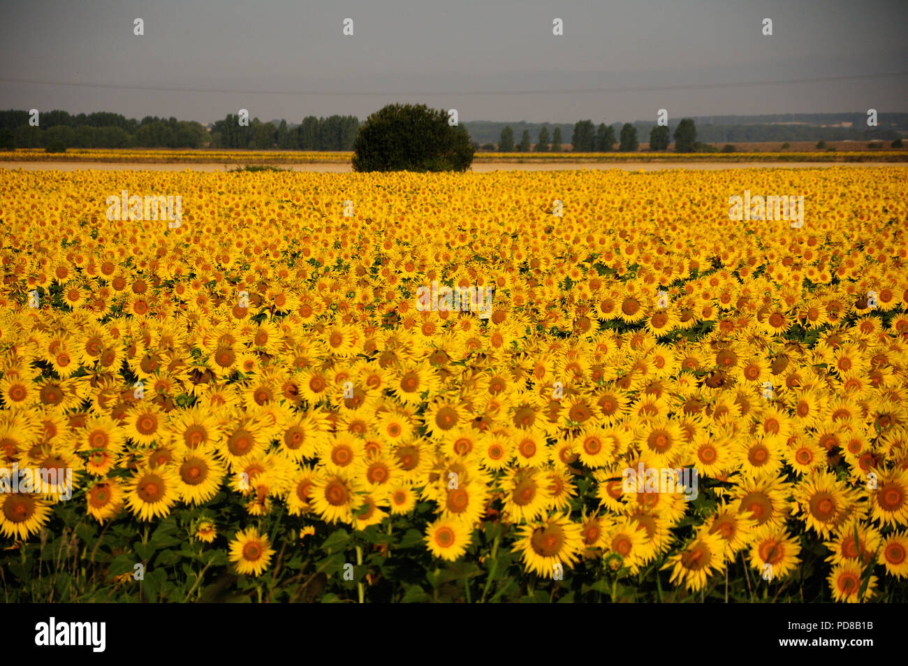 St. Nicholas, Lincolnshire, UK. 7th August 2018. Deeping St. Nicholas, . A field of Sunflowers grown for bird food by farmer and conservationist Nicholas Watts in the Fens at Vine Farm in Deeping St. Nicholas in Lincolnshire. Jonathan Clarke/Alamy Live News Stock Photo