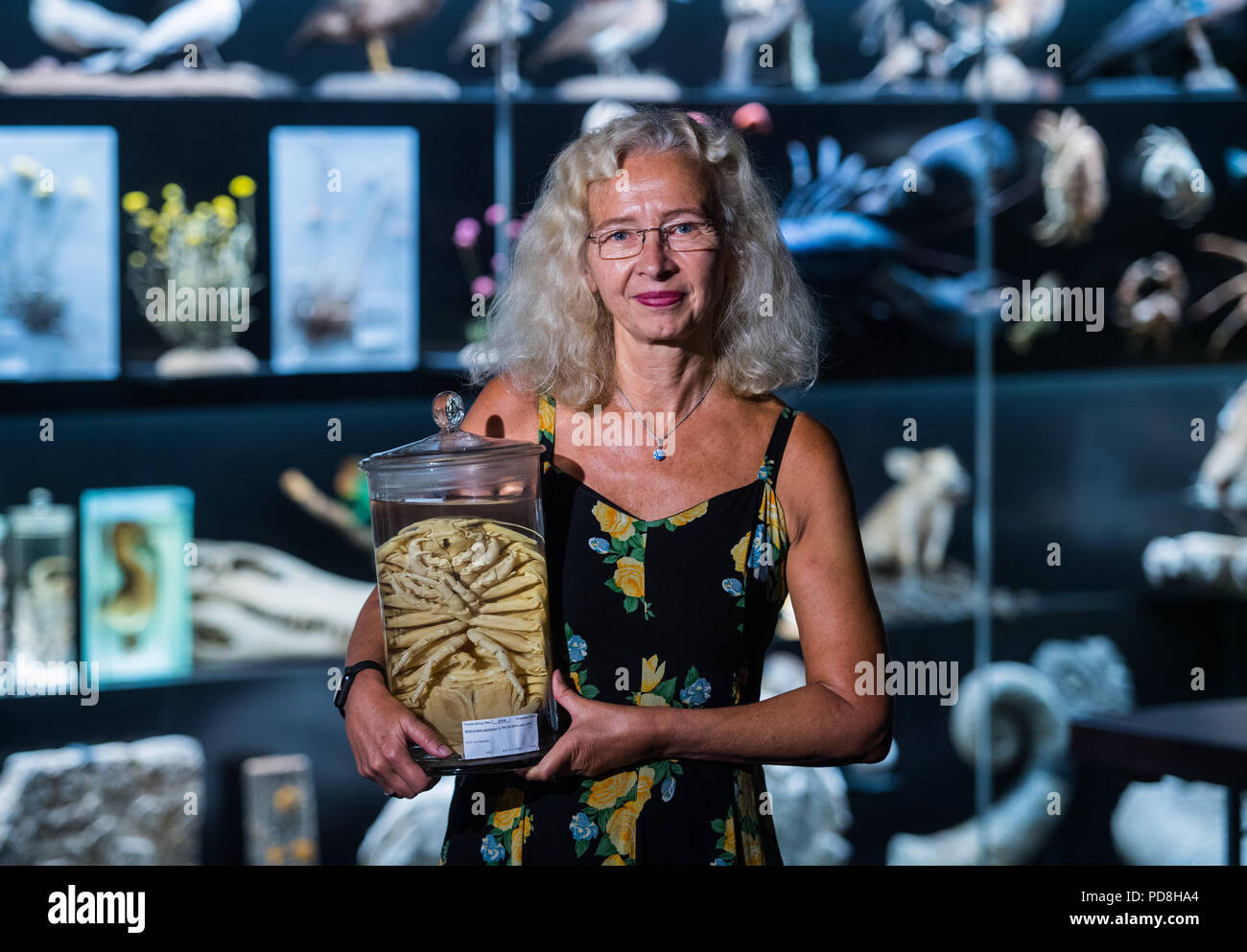 07 August 2018, Germany, Frankfurt am Main: Angelika Brandt, Head of Department Marine Zoology at the Senckenberg Research Institute, stands in front of a showcase with a prepared deep-sea jackass (Bathynomus Giganteus). Brandt is one of the world's leading scientists in deep-sea biodiversity research and has received numerous awards. As part of deep-sea and polar research, the marine biologist from the Senckenberg Institute for Natural Research in Frankfurt has so far participated in 27 expeditions. Photo: Andreas Arnold/dpa Stock Photo