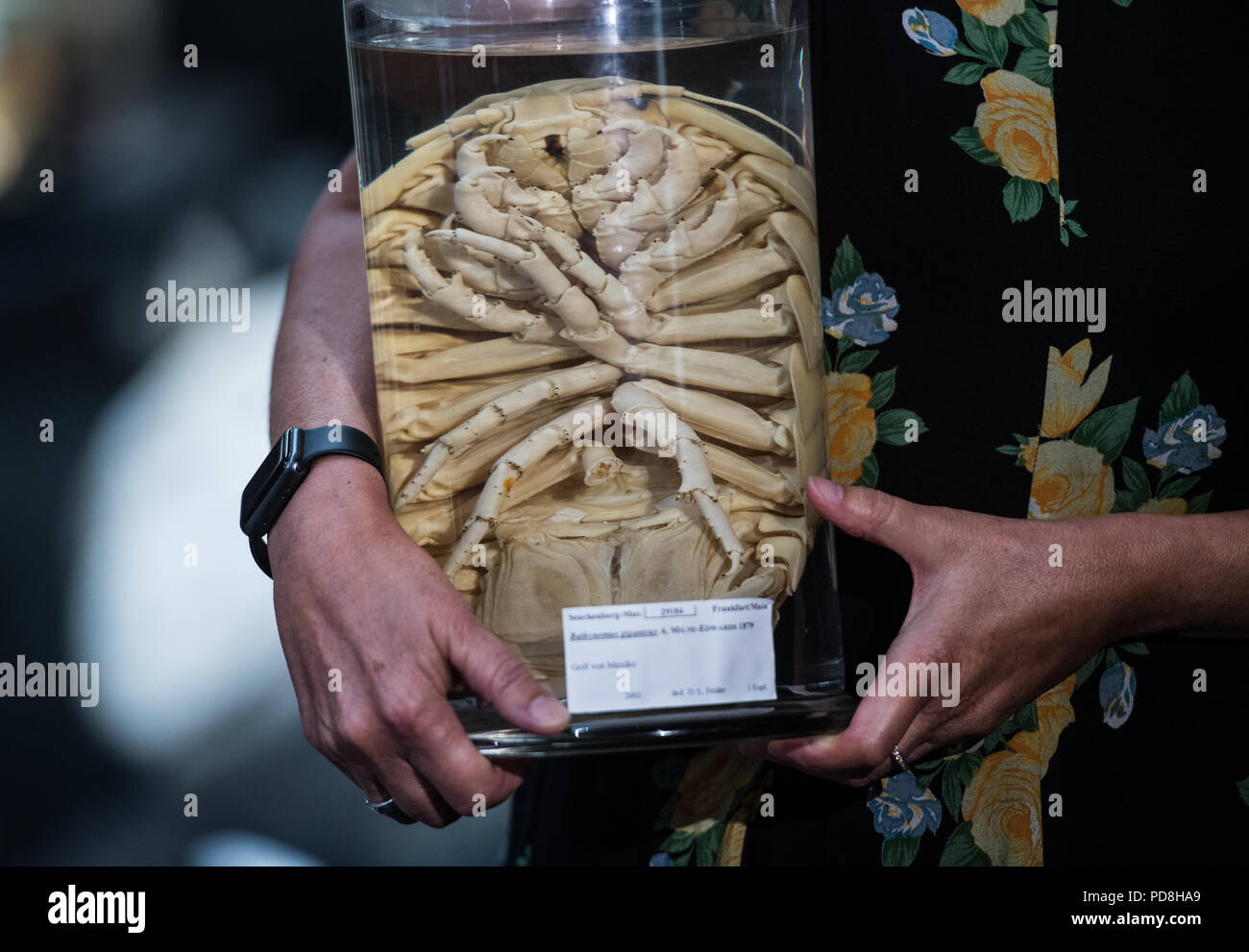 07 August 2018, Germany, Frankfurt am Main: Angelika Brandt, Head of Department Marine Zoology at the Senckenberg Research Institute, stands in front of a showcase with a prepared deep-sea jackass (Bathynomus Giganteus). Brandt is one of the world's leading scientists in deep-sea biodiversity research and has received numerous awards. As part of deep-sea and polar research, the marine biologist from the Senckenberg Institute for Natural Research in Frankfurt has so far participated in 27 expeditions. Photo: Andreas Arnold/dpa Stock Photo